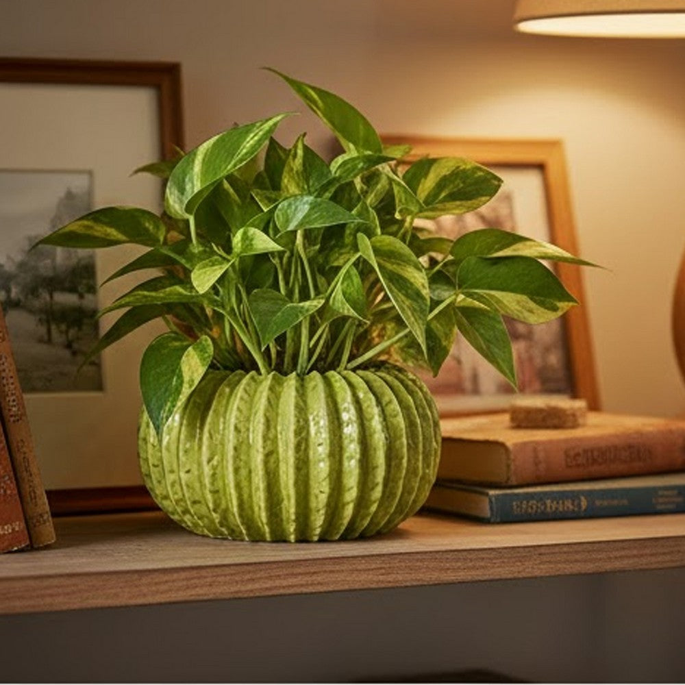 Benjara Decorative Planter, Melon Shape, Vertical Ribbed Texture, Green Ceramic